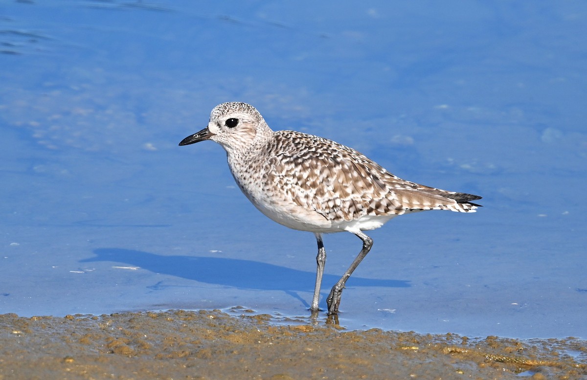 Тулес - ML646029892