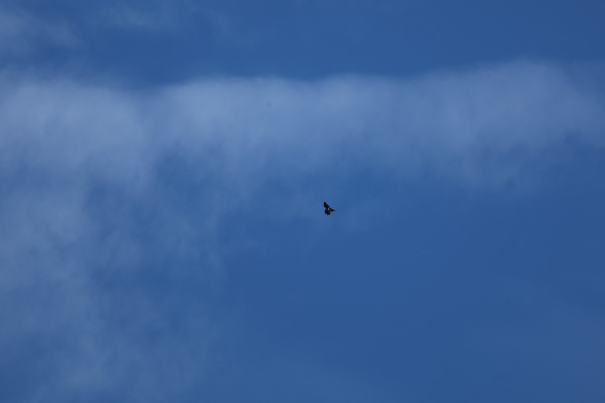 Беркут - ML646029894