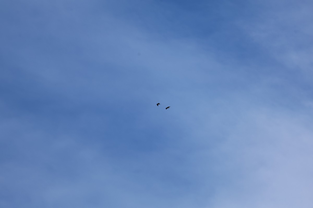 Беркут - ML646029895