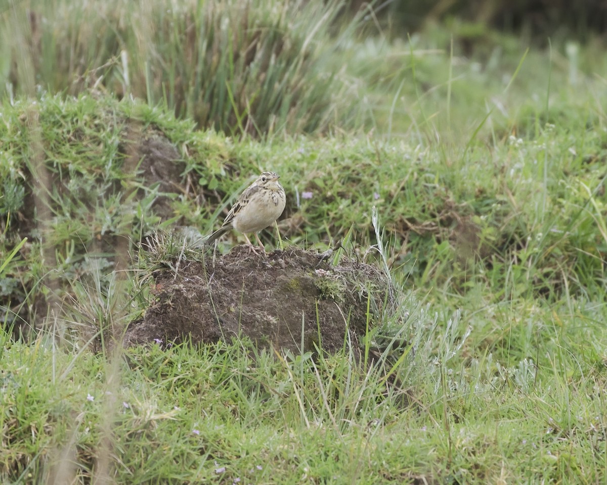 Африканский конёк - ML646029896