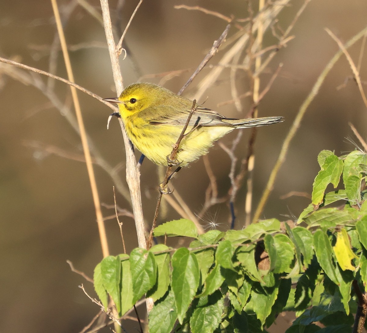 Прерийная древесница - ML646029897