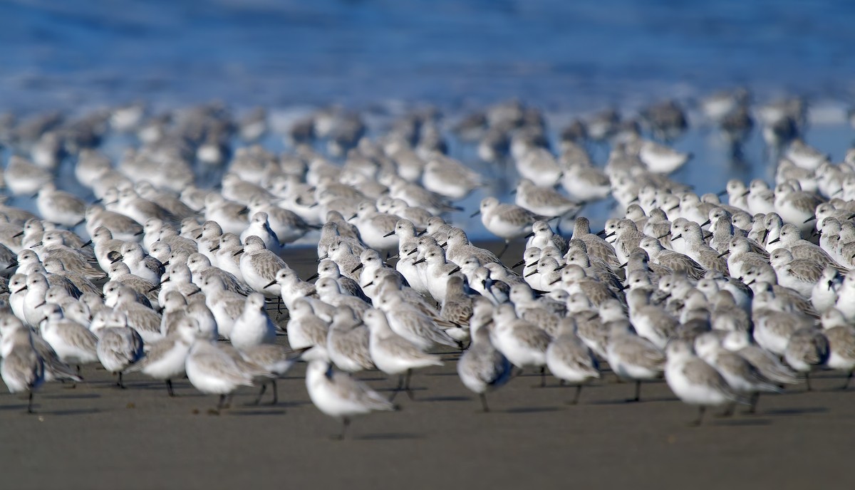 Песчанка - ML646029898