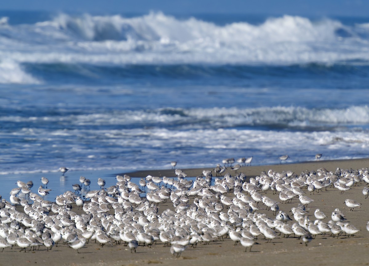 Песчанка - ML646029899