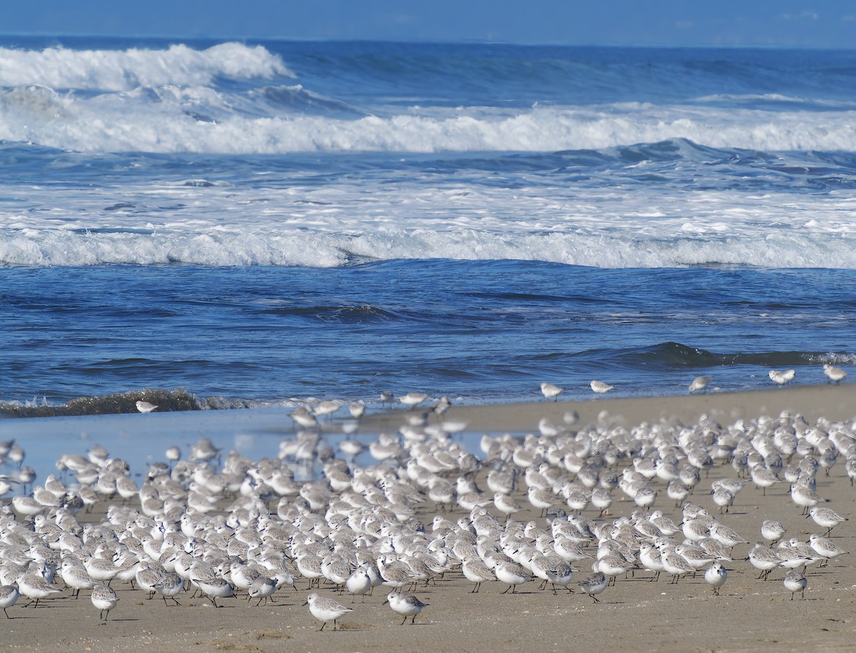 Песчанка - ML646029900