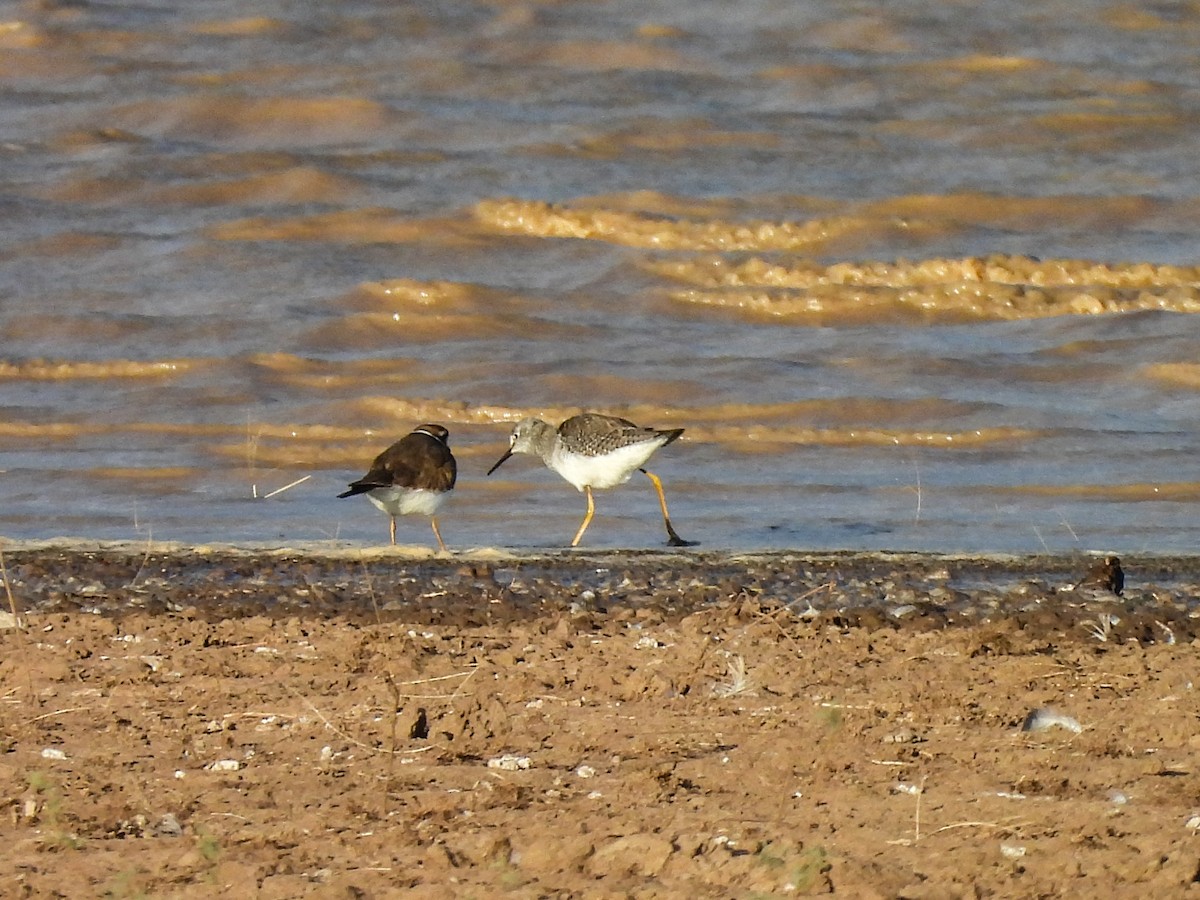 Желтоногий улит - ML646029901