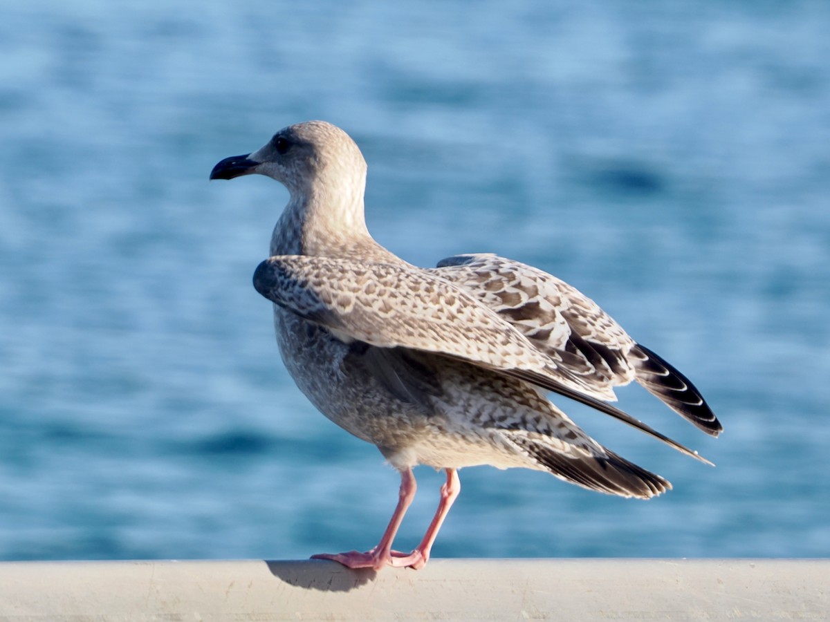 Американская чайка - ML646029904