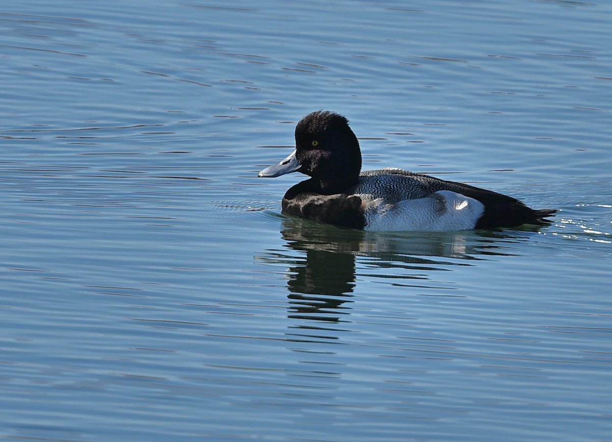 Малая морская чернеть - ML646029905
