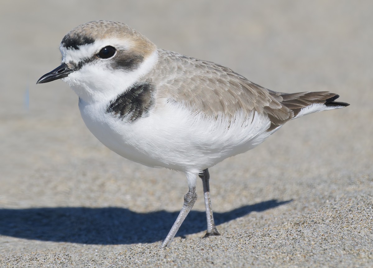 Бледный зуёк - ML646029906