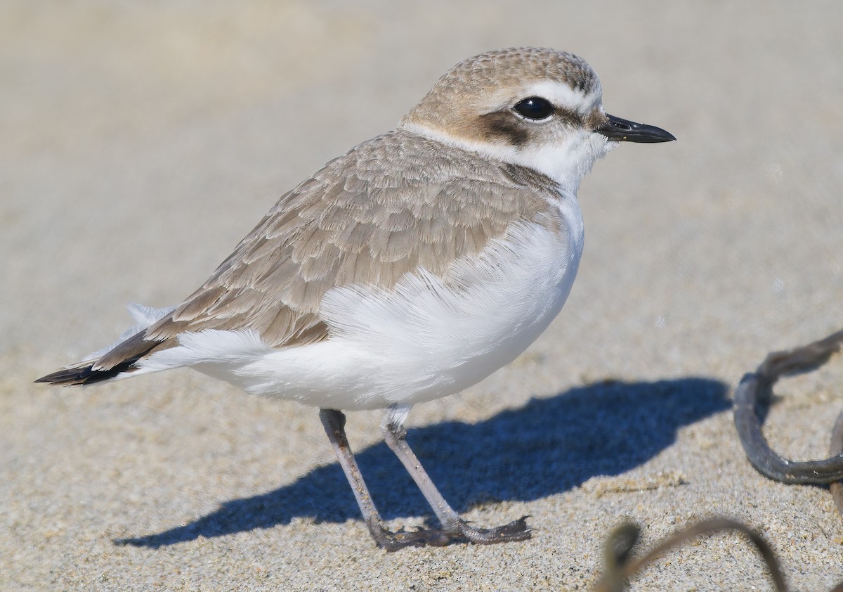 Бледный зуёк - ML646029907