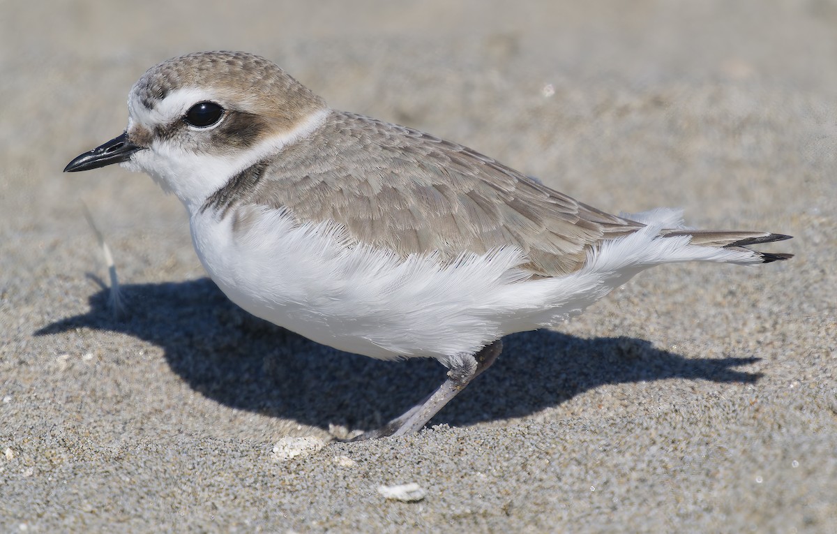 Бледный зуёк - ML646029908