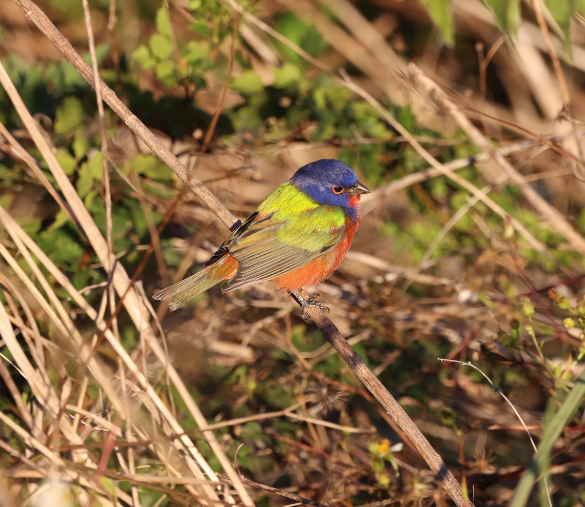 Расписной колорин - ML646029910