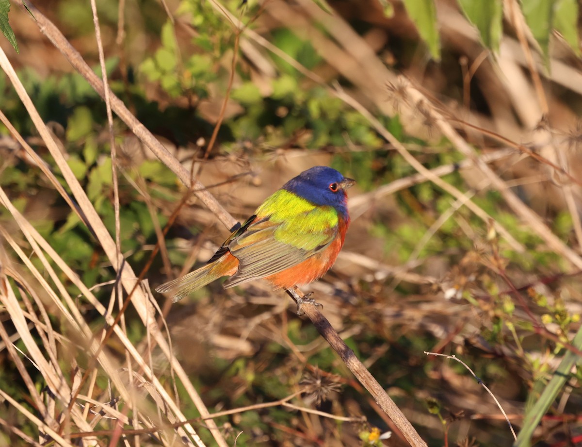 Расписной колорин - ML646029911