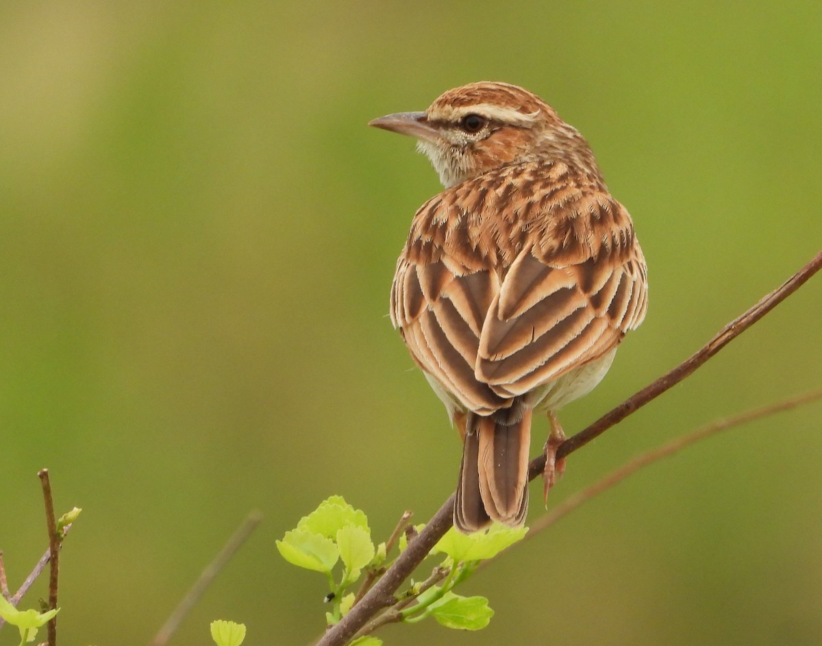 Fawn-colored Lark (Foxy) - ML646029914