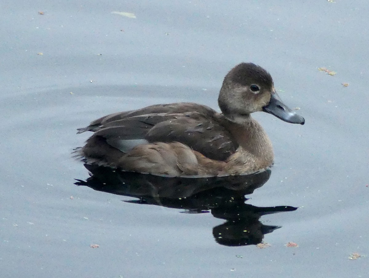 Redhead - ML646029916
