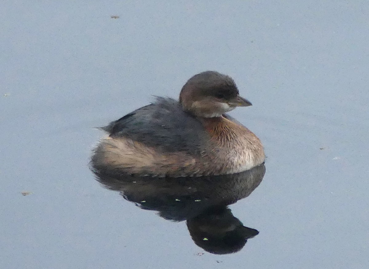 Pied-billed Grebe - ML646029920