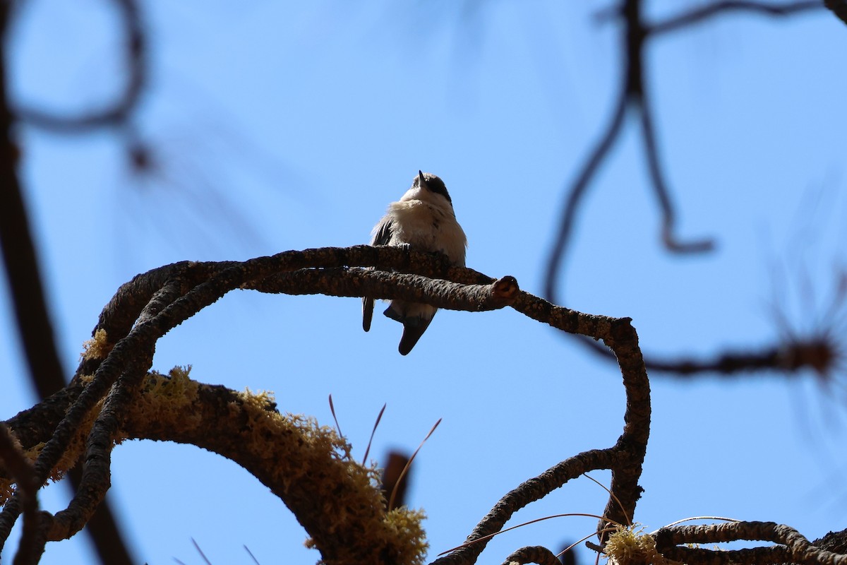 Pygmy Nuthatch - ML646029924