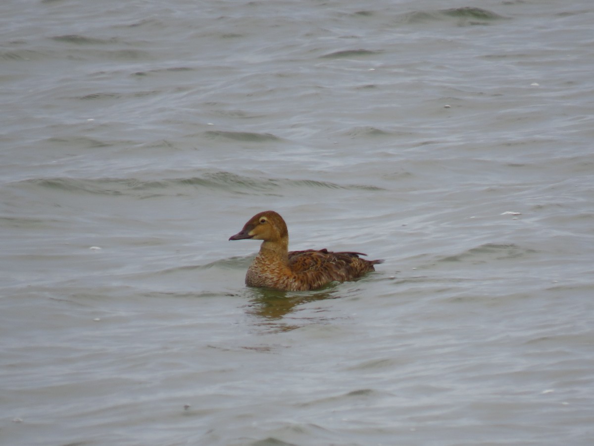 King Eider - ML646029925