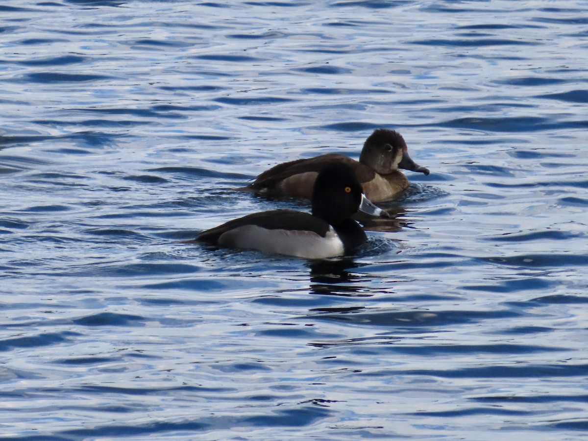 環頸潛鴨 - ML646029943