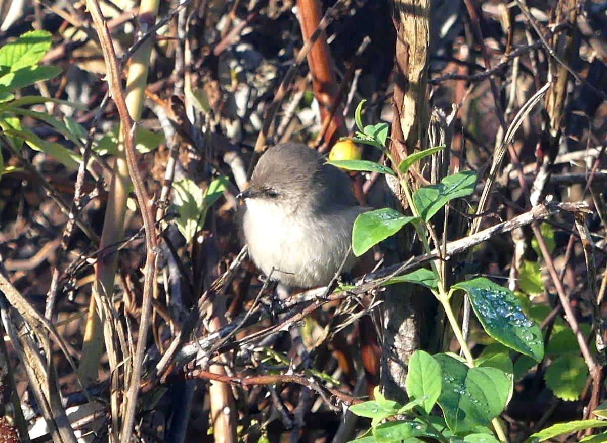 Bushtit - ML646029945