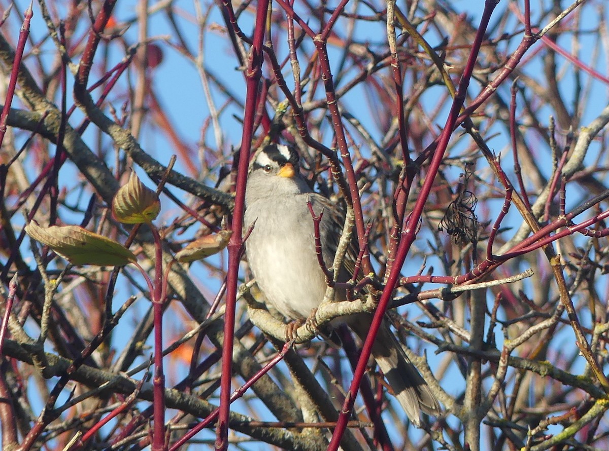 Porsuk Serçesi - ML646029946