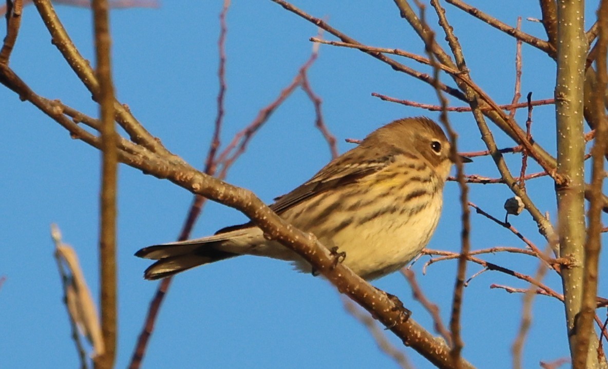 Пісняр-лісовик жовтогузий - ML646029963