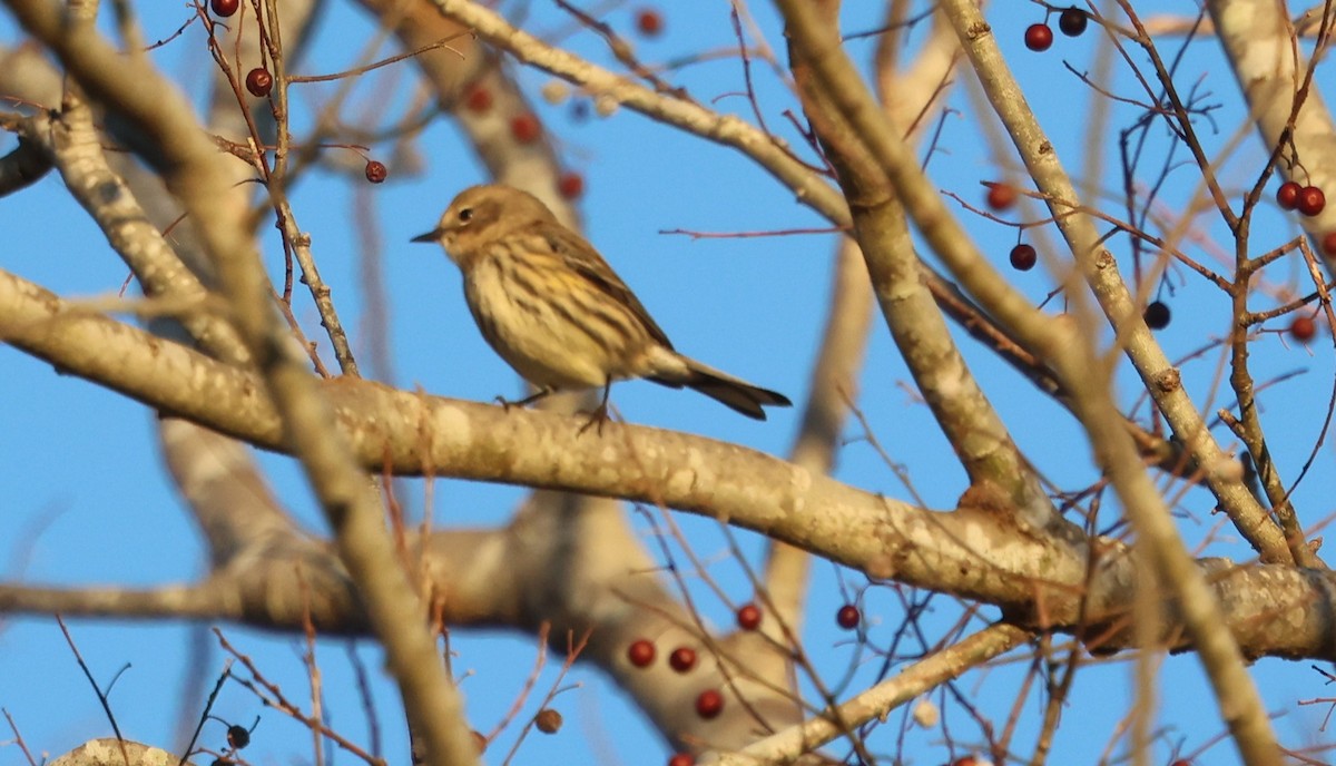 Пісняр-лісовик жовтогузий - ML646029964