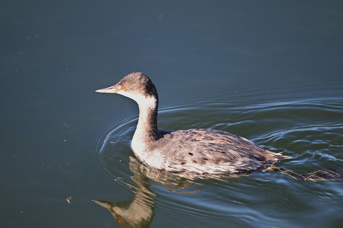 Красношейная поганка - ML646029973