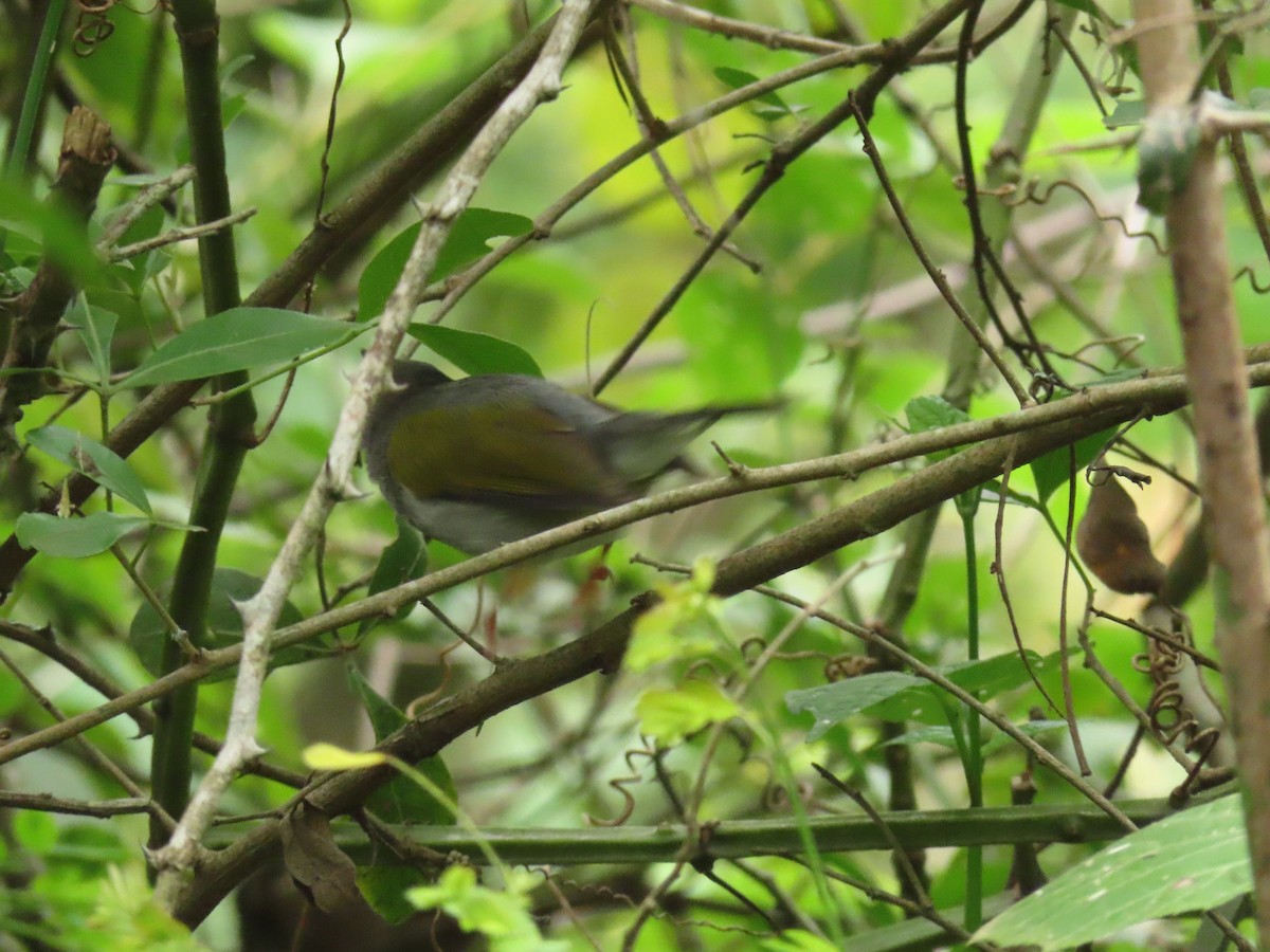 Yellow-breasted Apalis - ML646029979