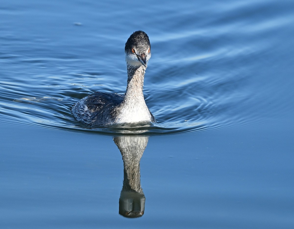 Grèbe à cou noir - ML646029980