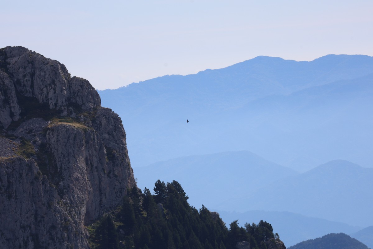 Golden Eagle - ML646029984