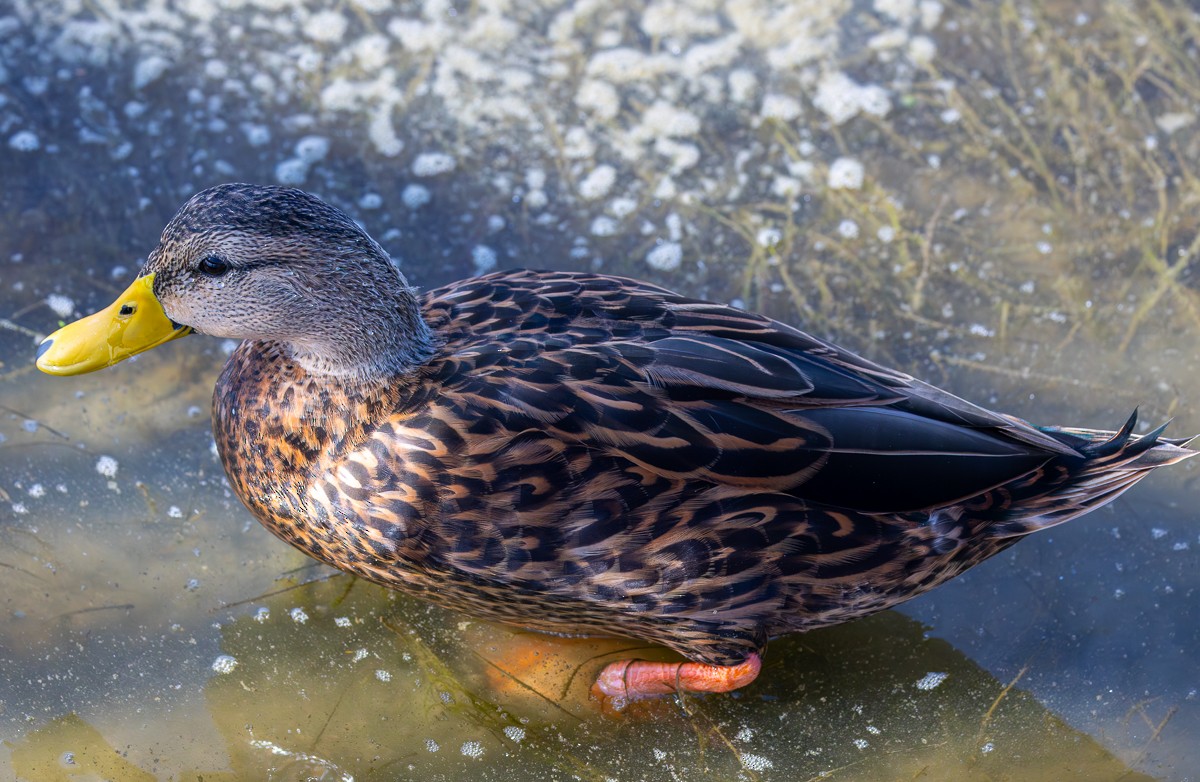 Mallard (Domestic type) - ML646029985