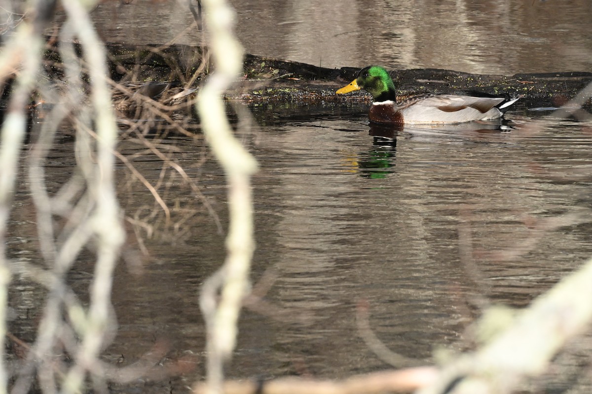 Mallard - ML646029986