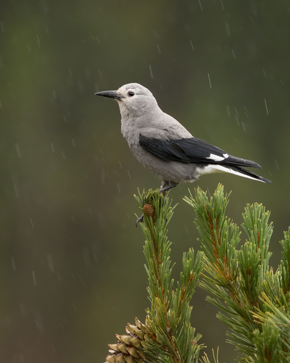 Clark's Nutcracker - ML646029988