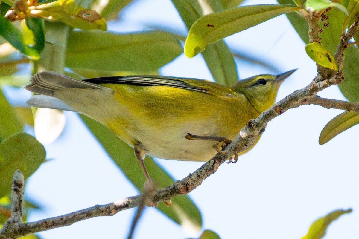 Tennessee Warbler - ML646029989