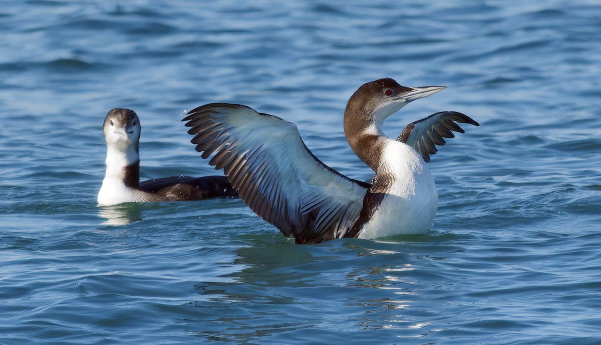 Common Loon - ML646029990