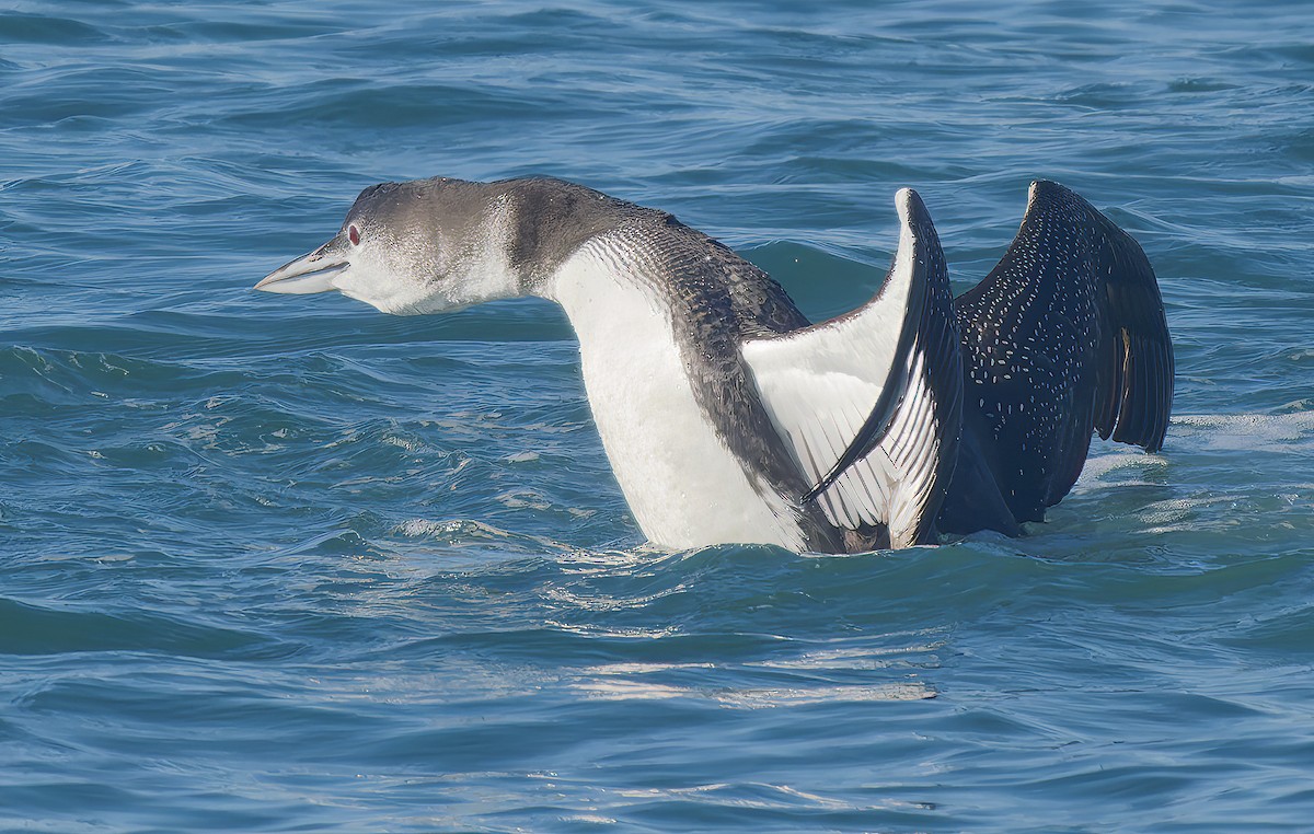 Common Loon - ML646029991