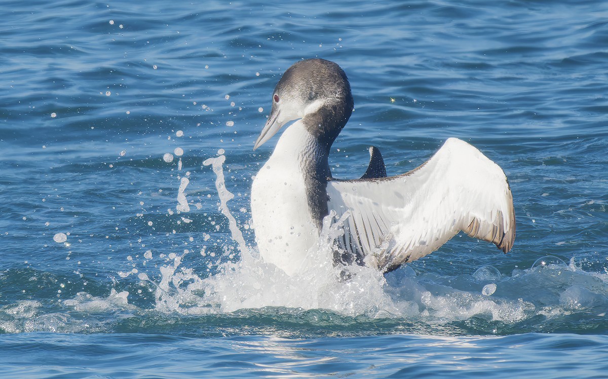 Common Loon - ML646029992