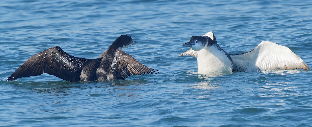 Common Loon - ML646029993