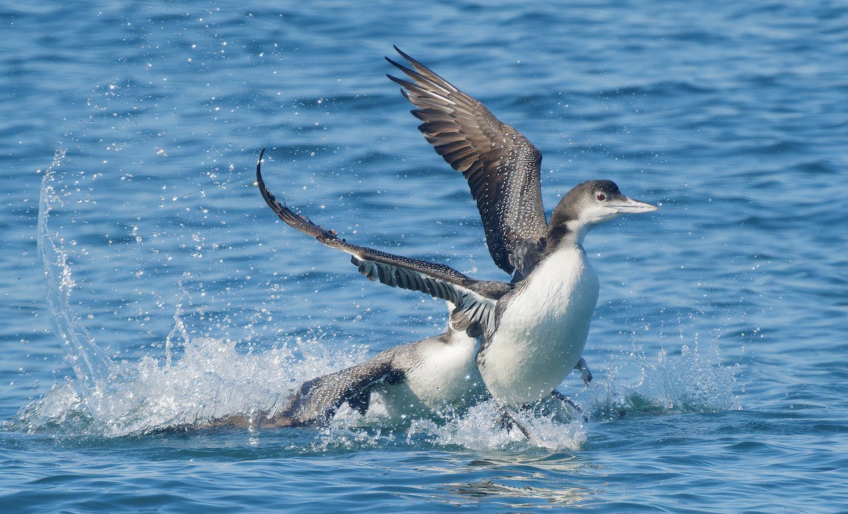 Common Loon - ML646029994
