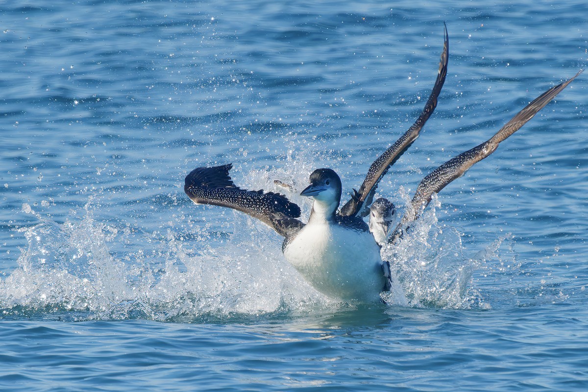 Common Loon - ML646029995