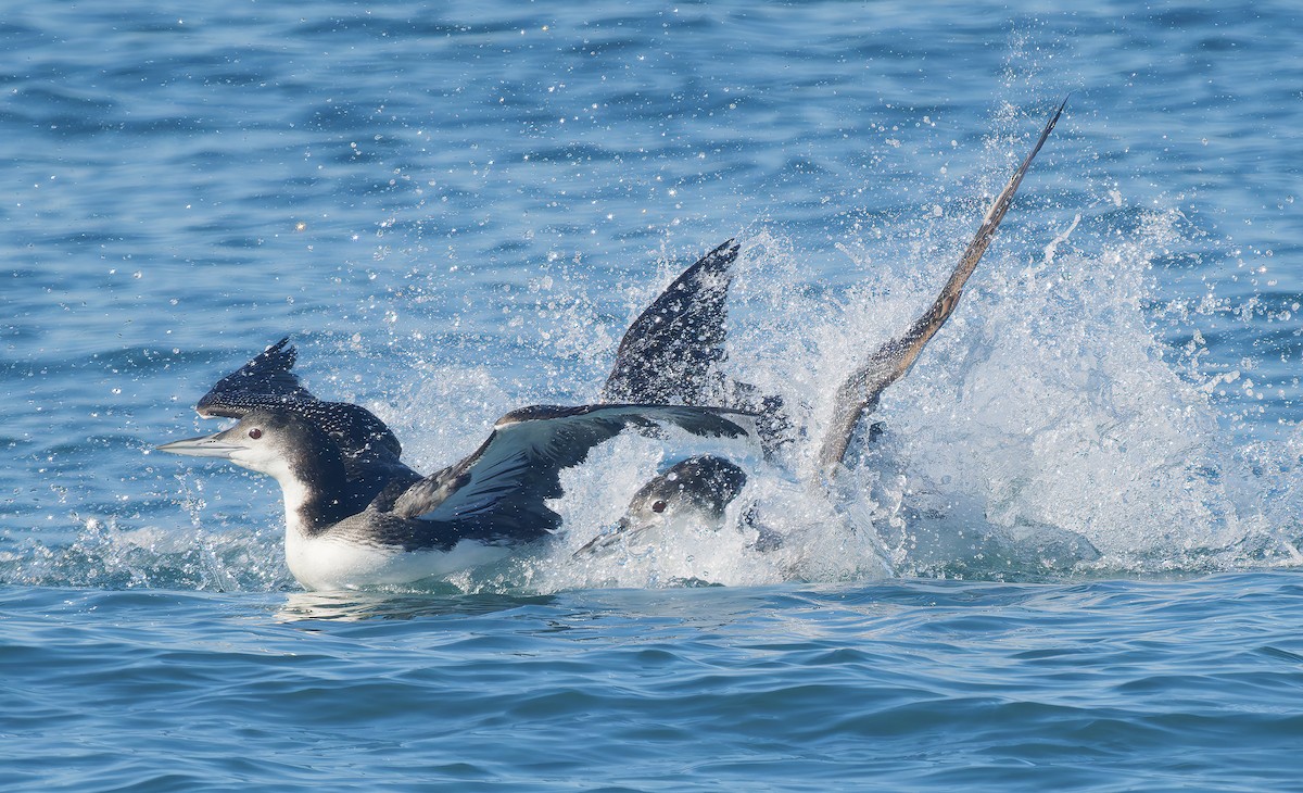 Common Loon - ML646029996