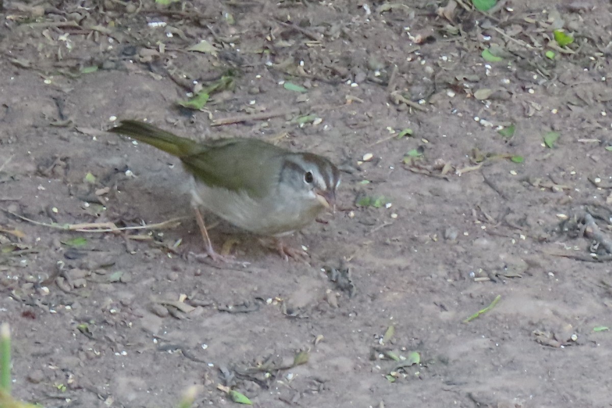 Olive Sparrow - ML646029997