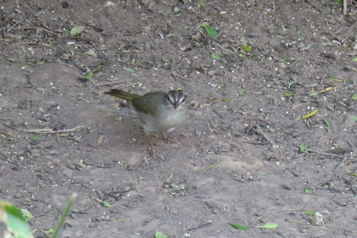 Olive Sparrow - ML646029998