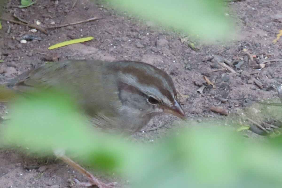 Olive Sparrow - ML646029999