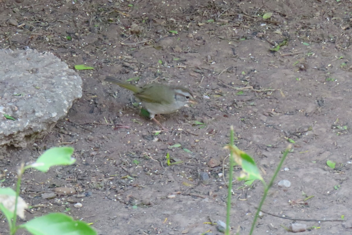 Olive Sparrow - ML646030000