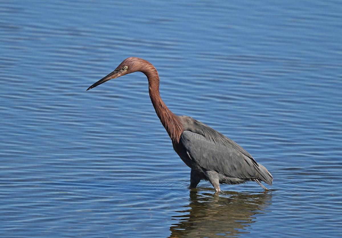 Reddish Egret - ML646030001
