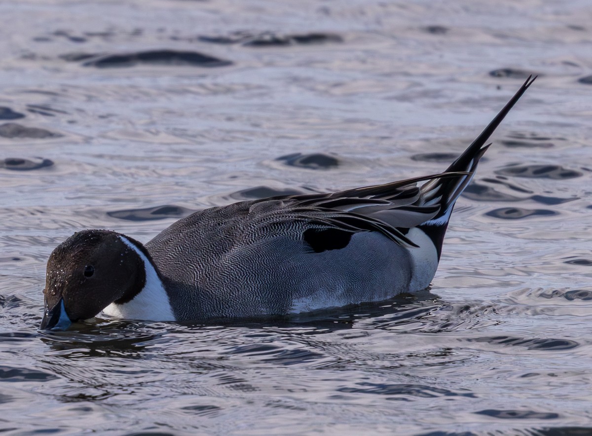 Northern Pintail - ML646030002