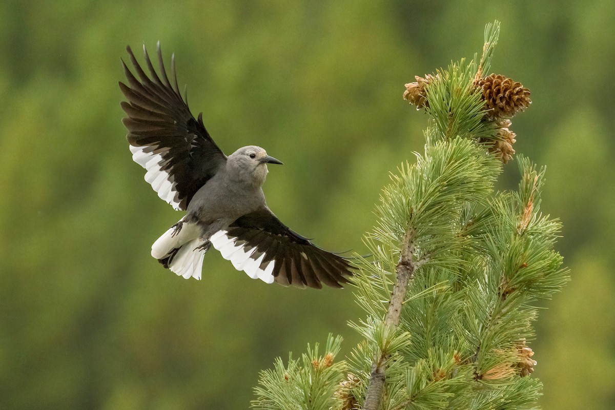 Clark's Nutcracker - ML646030003