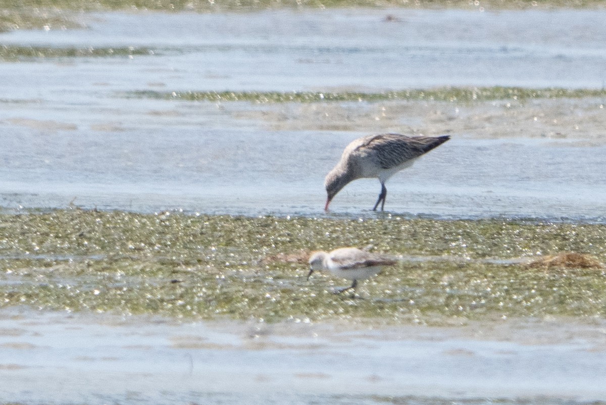 Bar-tailed Godwit - ML646030005