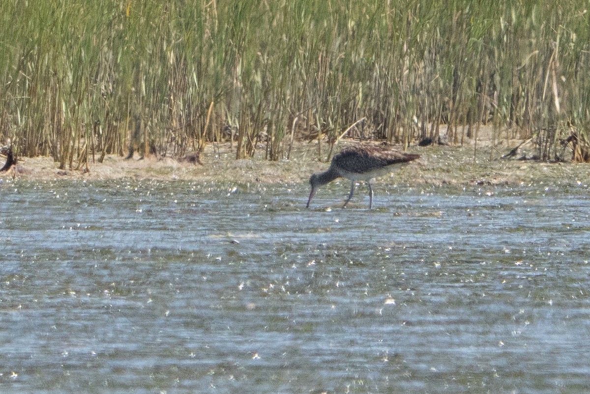 Bar-tailed Godwit - ML646030006